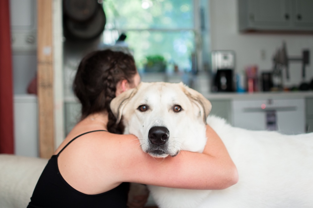 Scheidung mit Haustieren: Wer bekommt den Hund, die Katze, den Hamster?